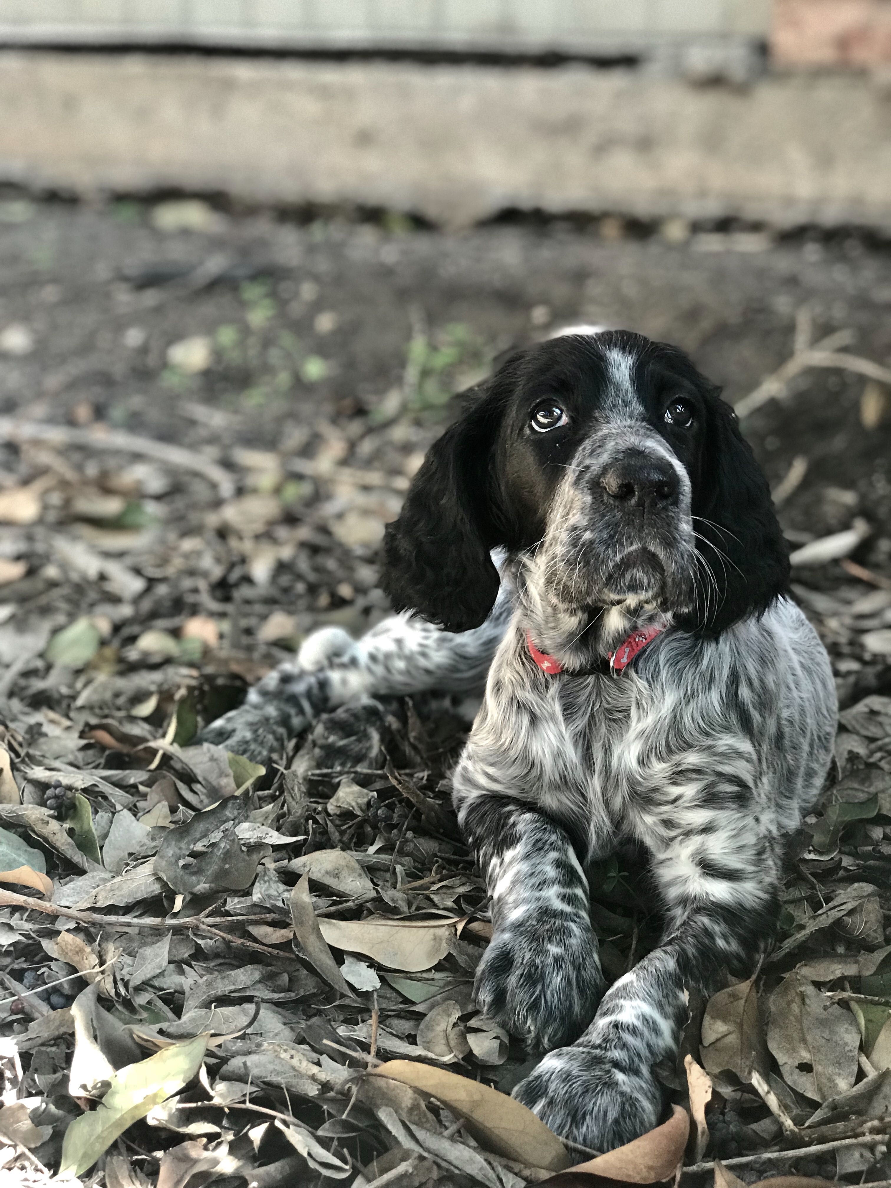 upland bird hunting