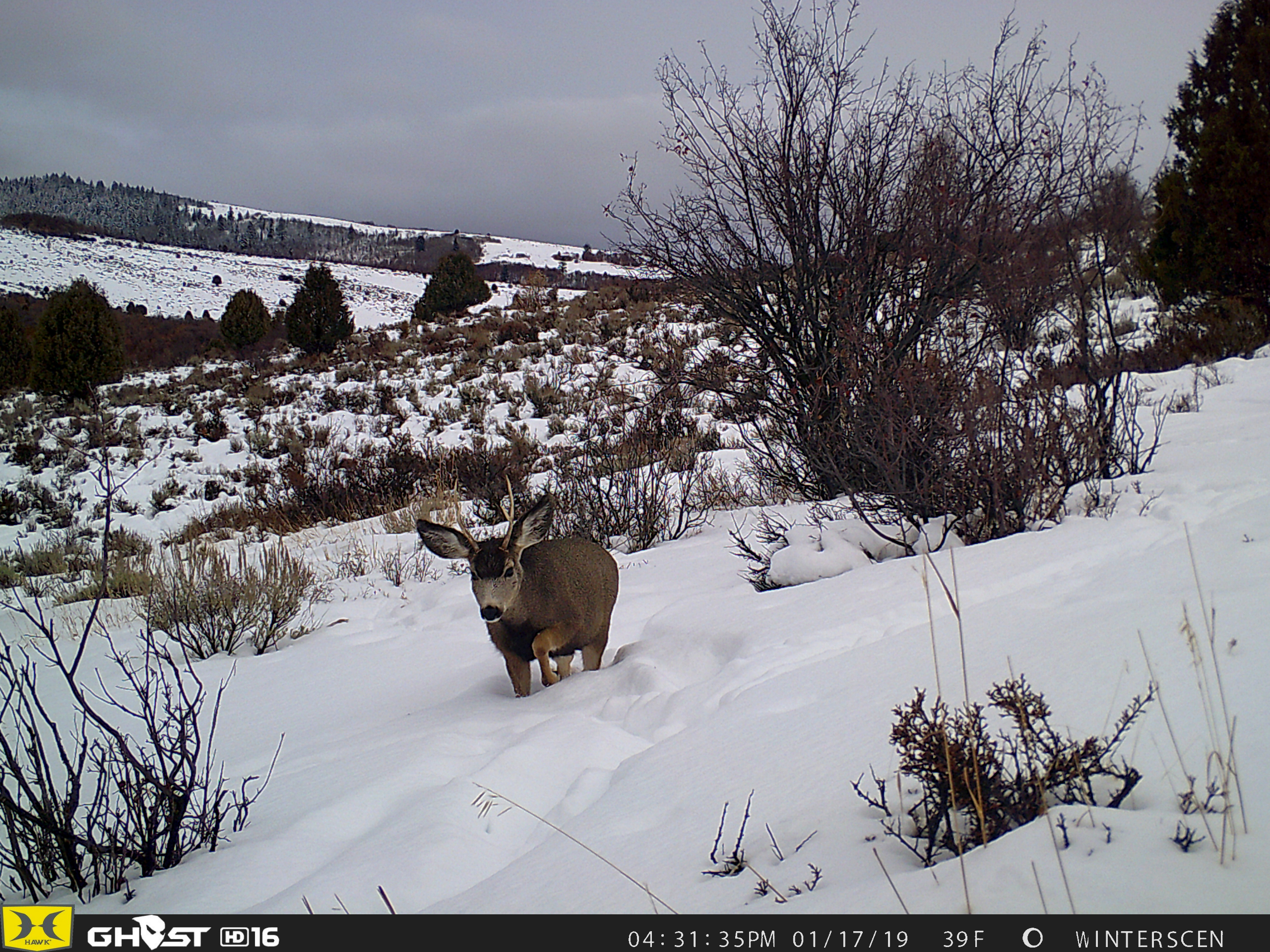 Trail Cam Tuesday