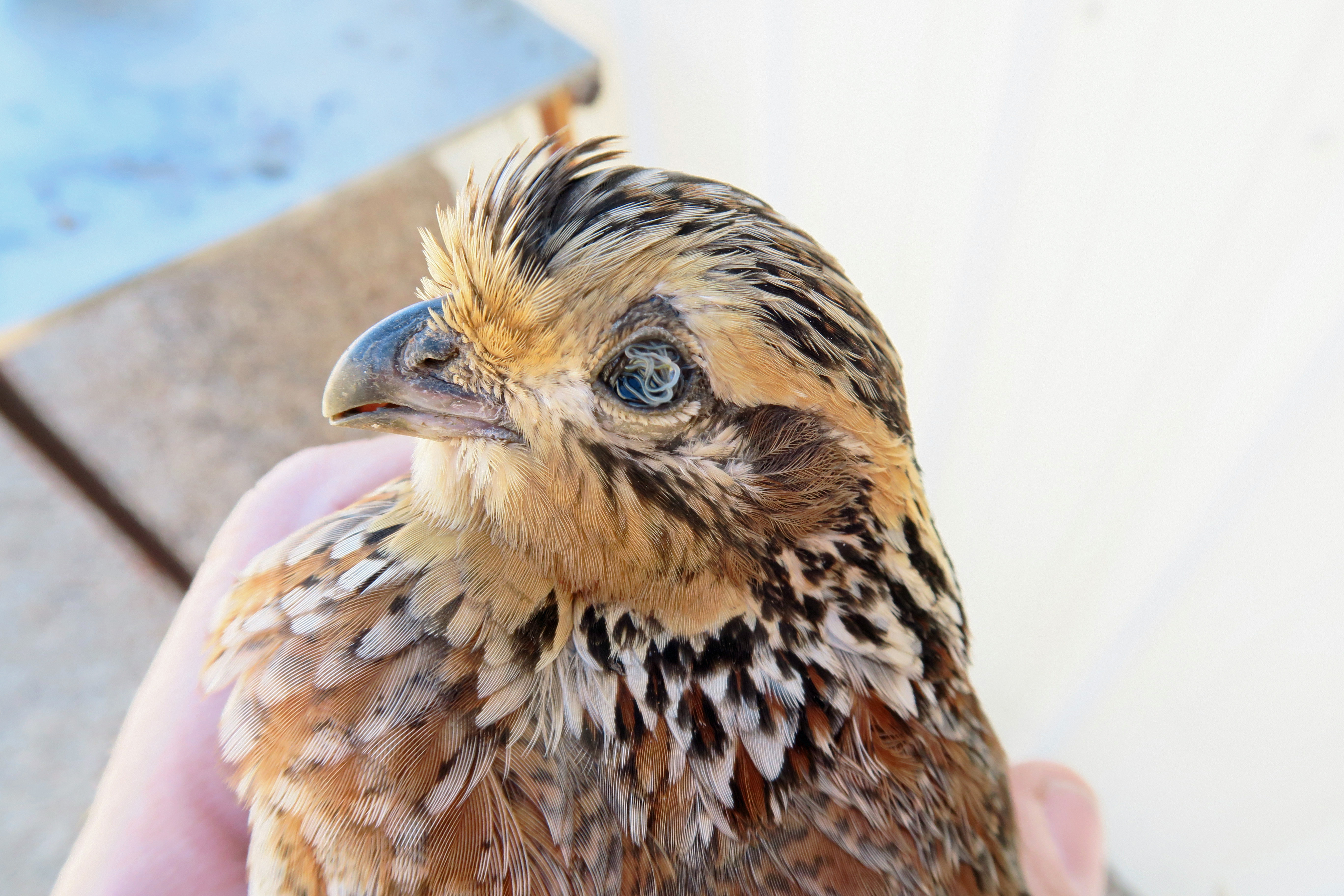 the bobwhite film