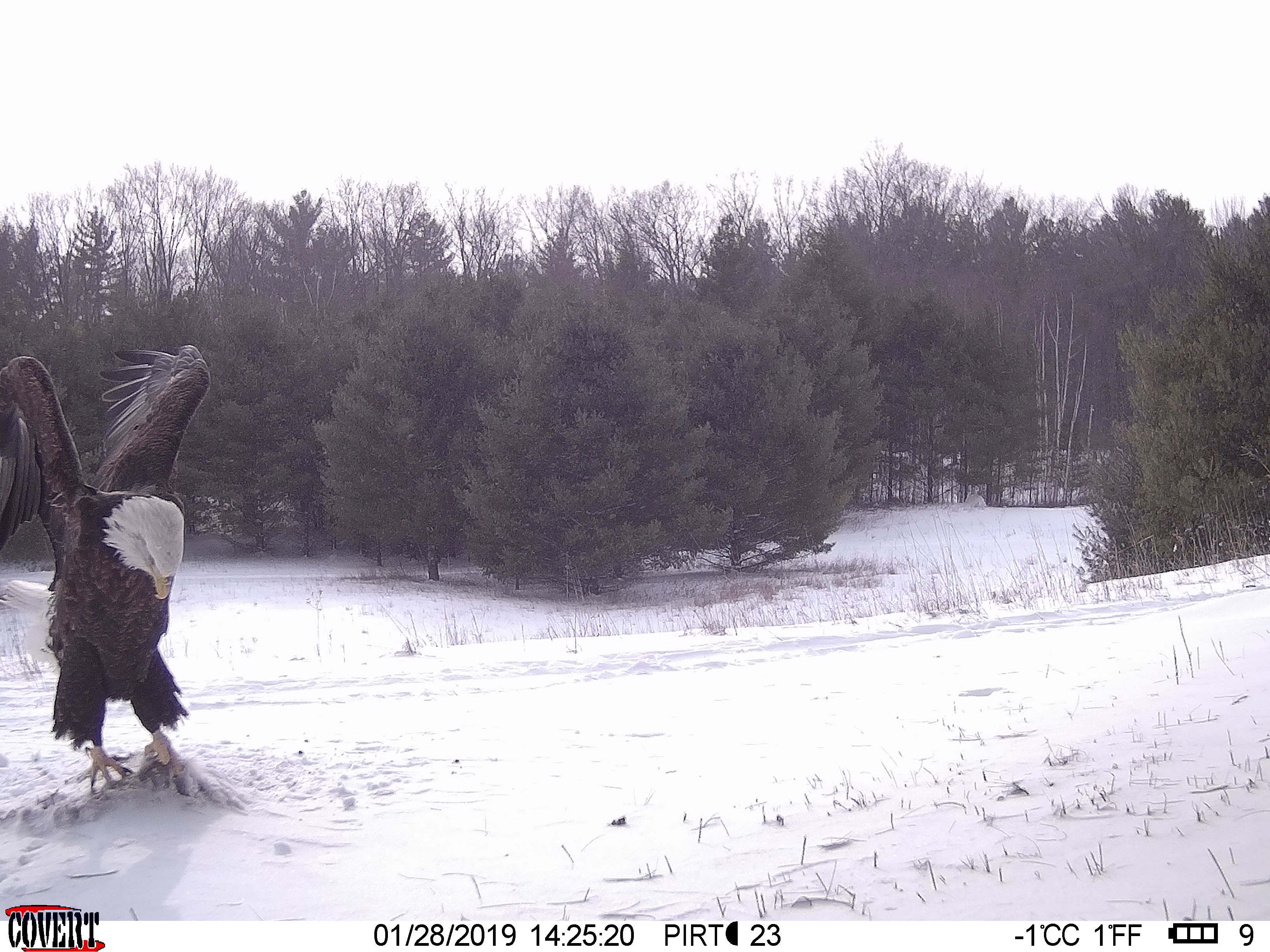 Trail Cam Tuesday