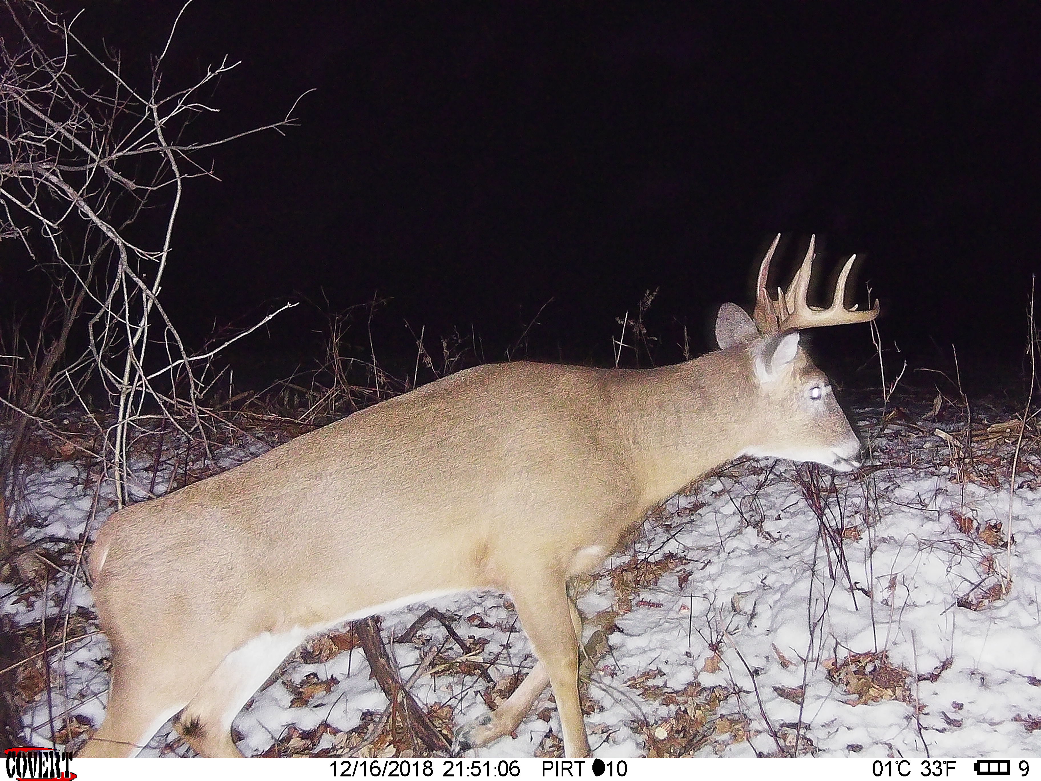 Trail Cam Tuesday