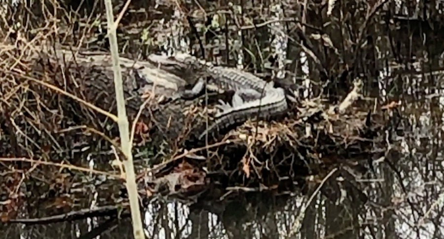 alligator in Kentucky