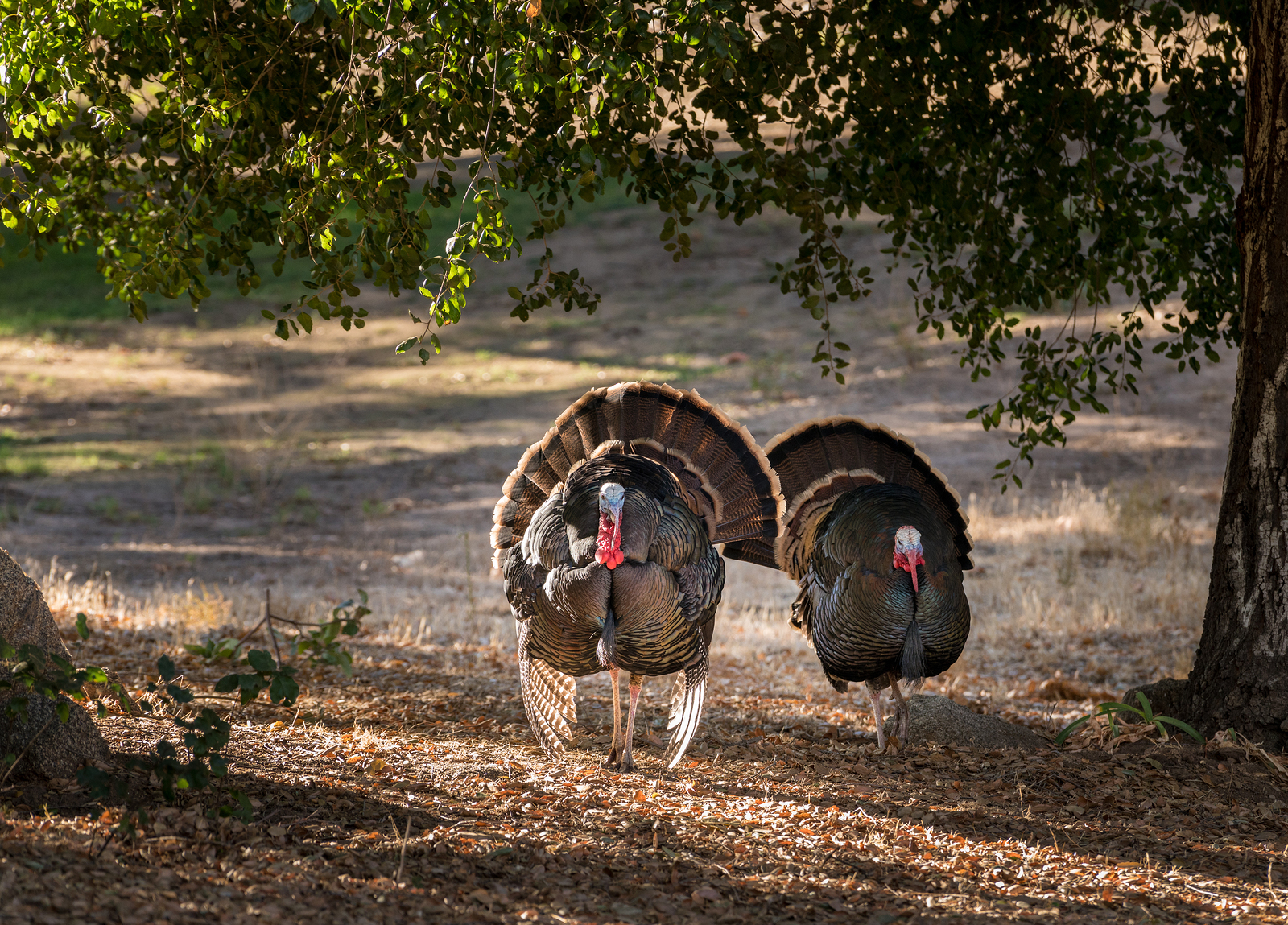 Federal Turkey Loads