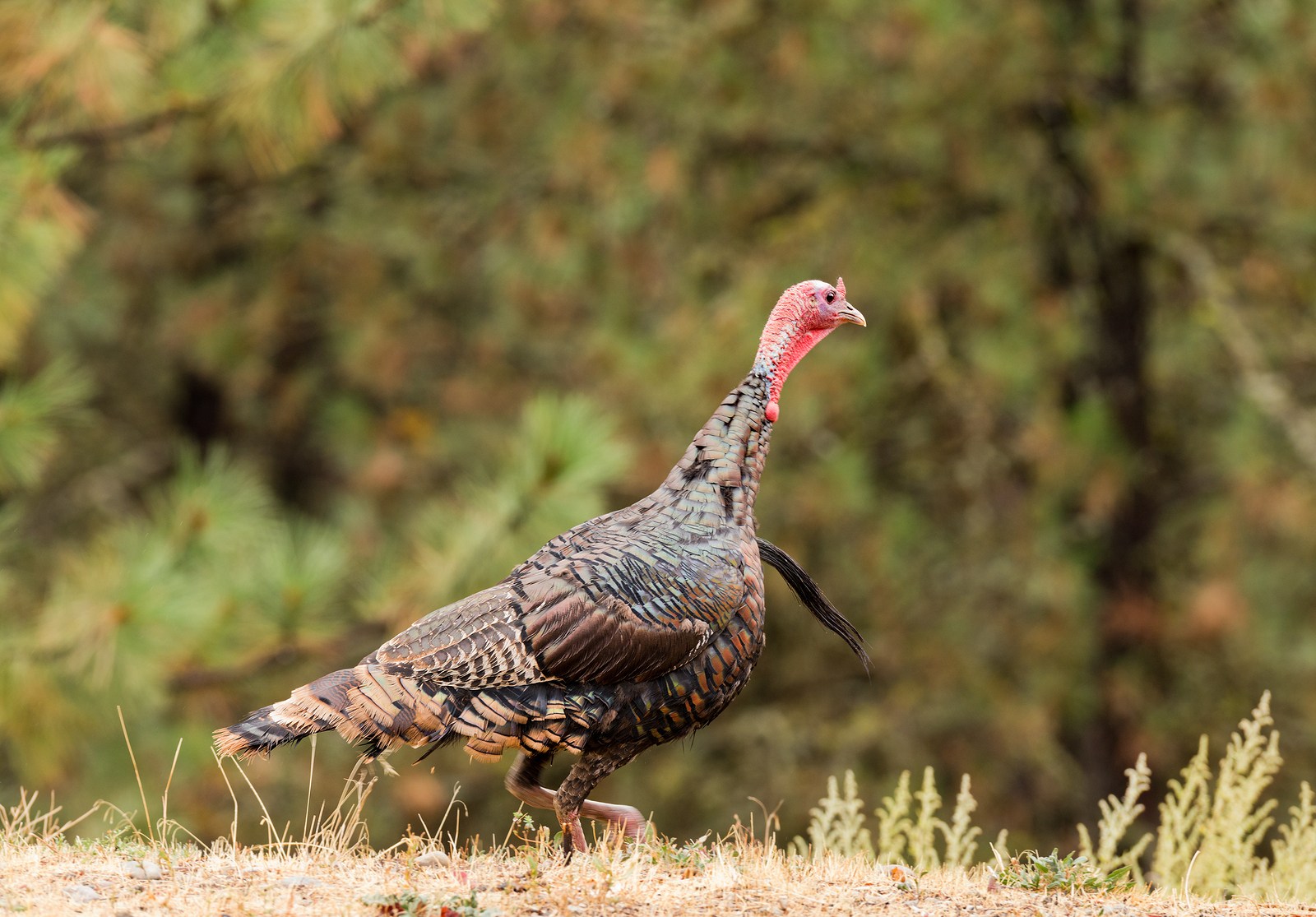 10 Signs You're Addicted to Turkey Hunting - Wide Open Spaces