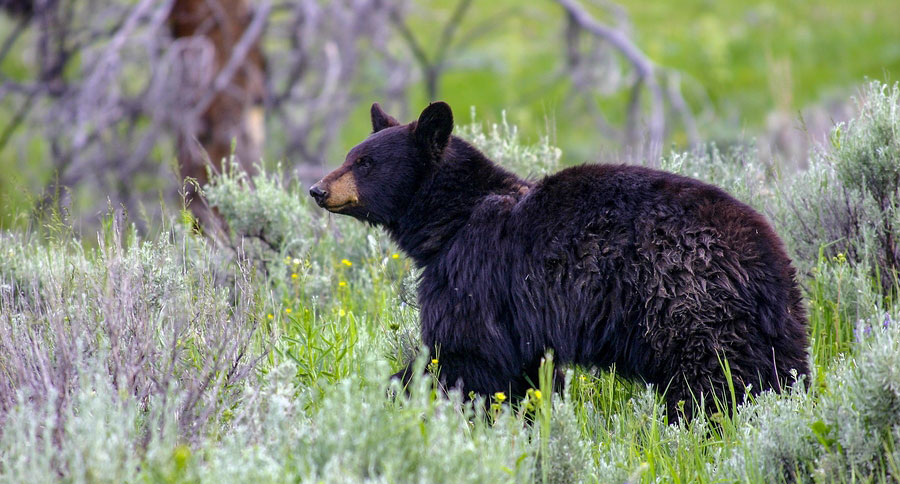 black bear euthanized