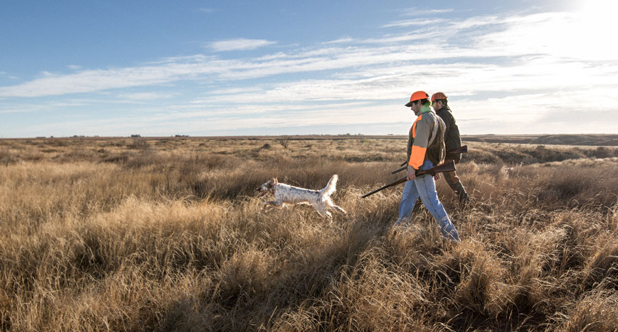 the bobwhite film
