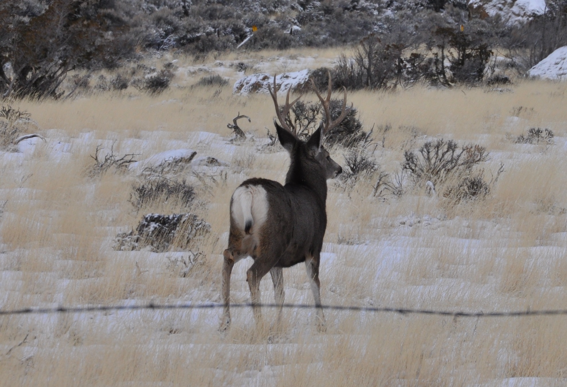 Shed Hunting