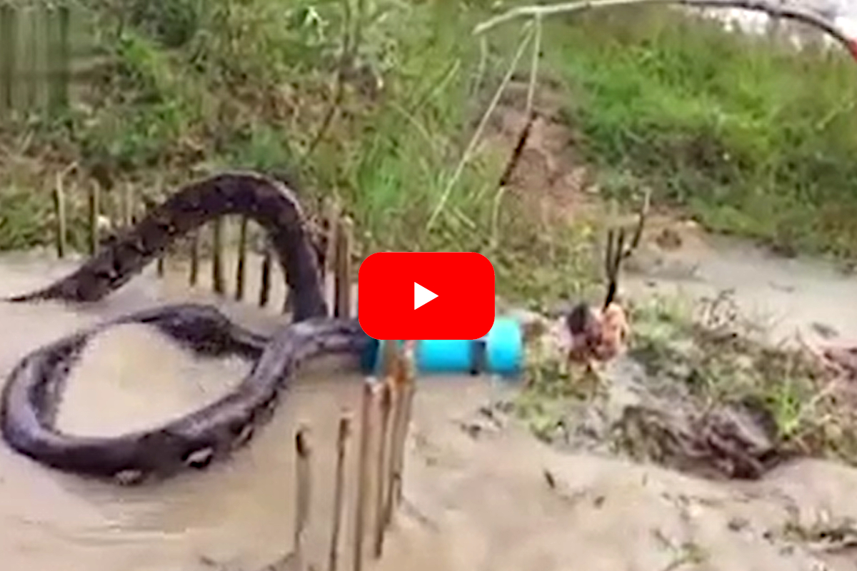 Chicken Eating Snake