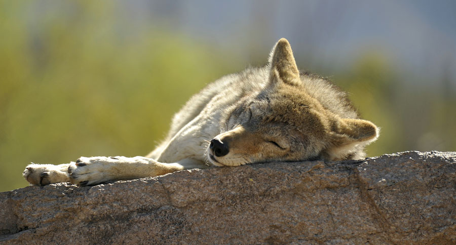blue-eyed coyote