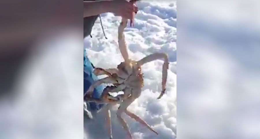 king crab ice fishing