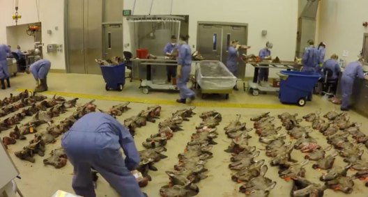 This Montage of Michigan CWD and TB Testing Will Blow Your Mind - Wide ...