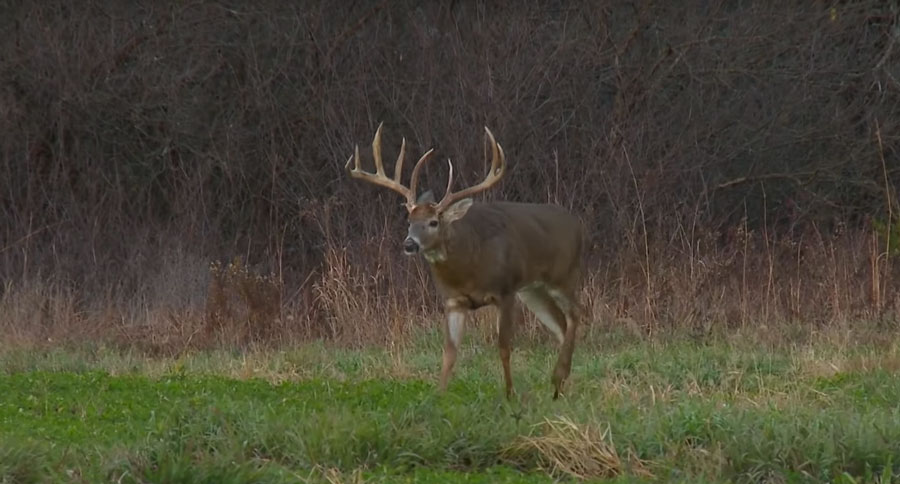 Adam LaRoche deer