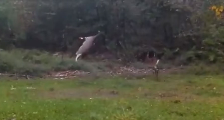 deer flip