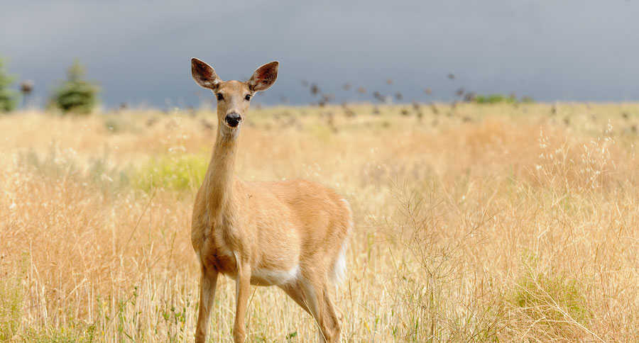 antlerless deer washington