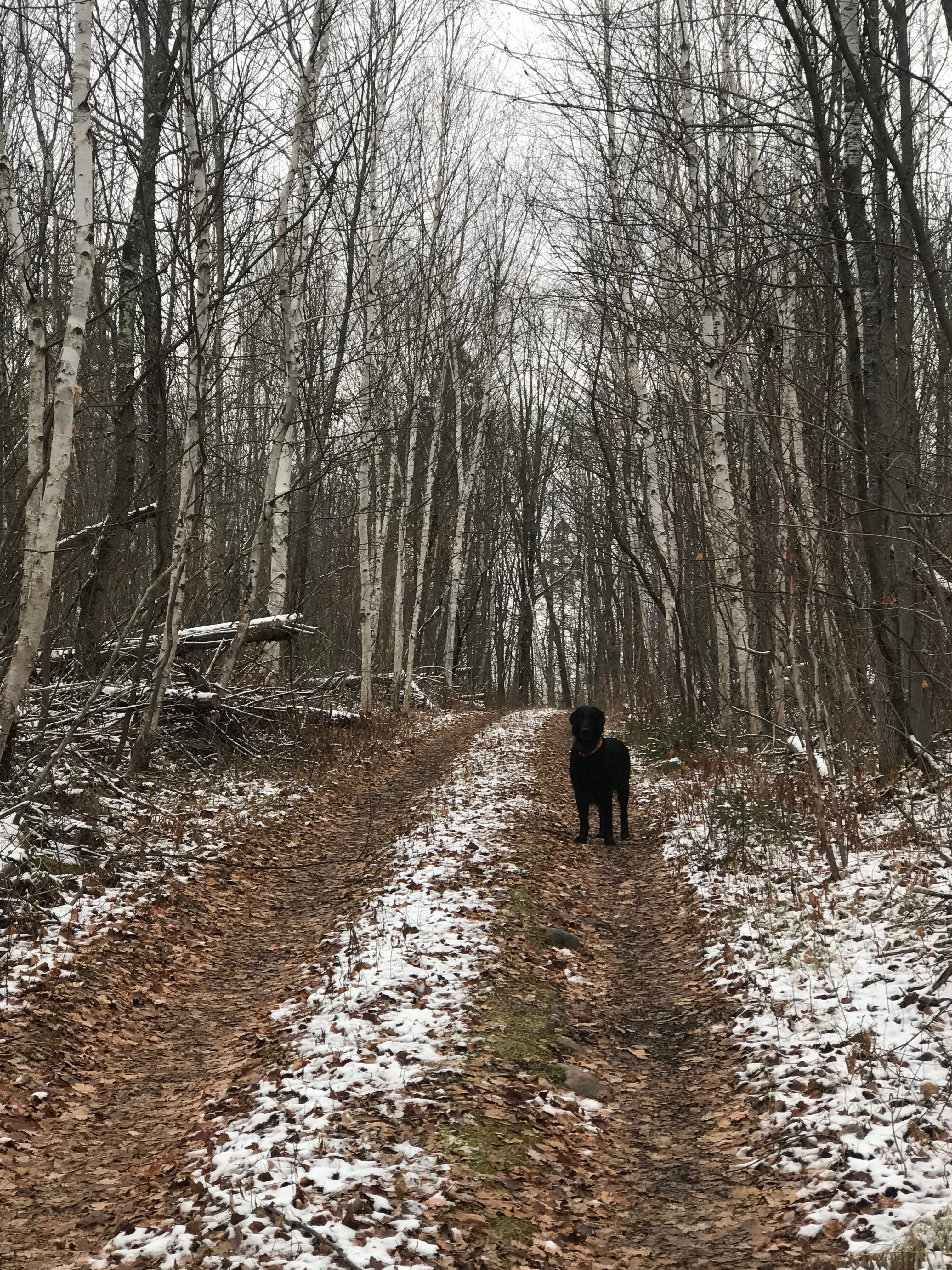 Upland bird hunting