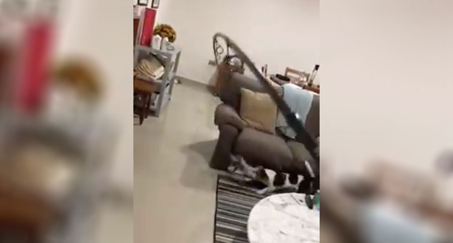 dog on fishing rod