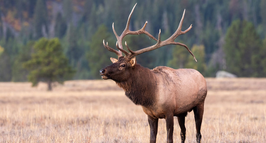 train kills elk