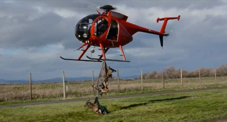 California tule elk relocation