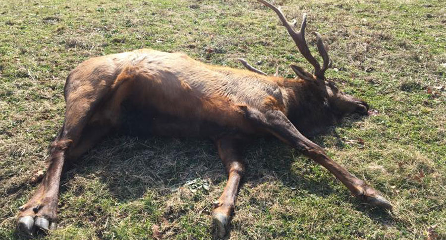 elk poaching in missouri