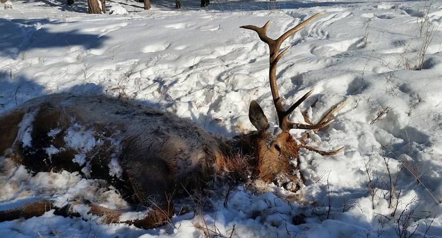 elk poaching