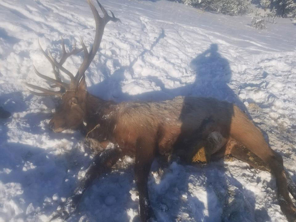 elk poaching