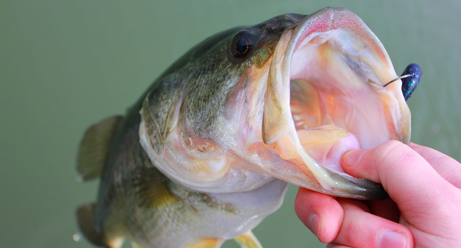largemouth bass