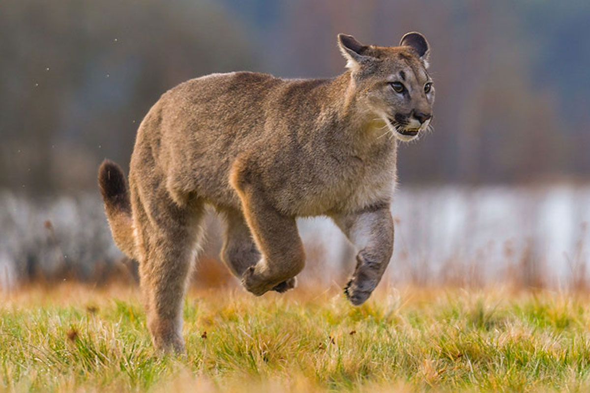 mountain lion