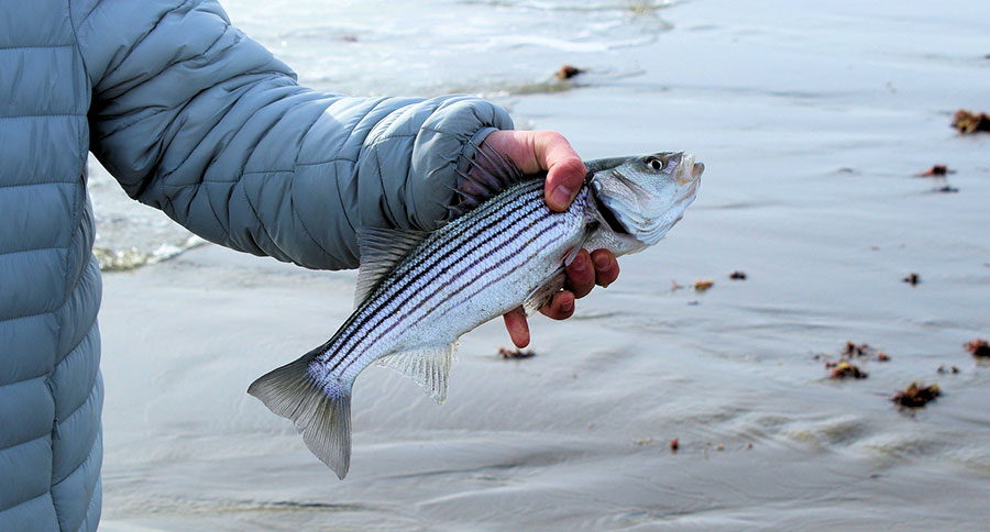 Striped Bass Populations