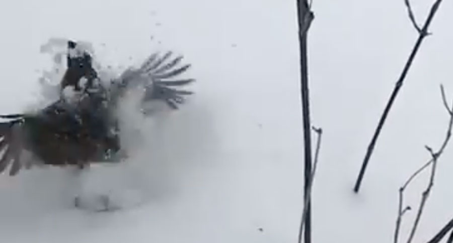 grouse flushes from snow
