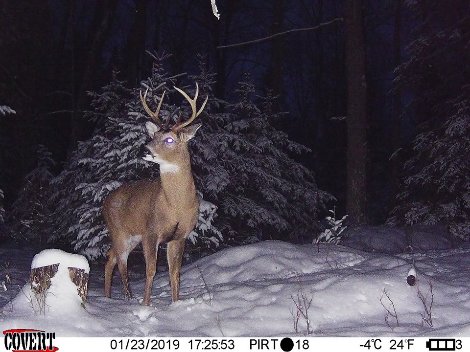 Trail Cam Tuesday