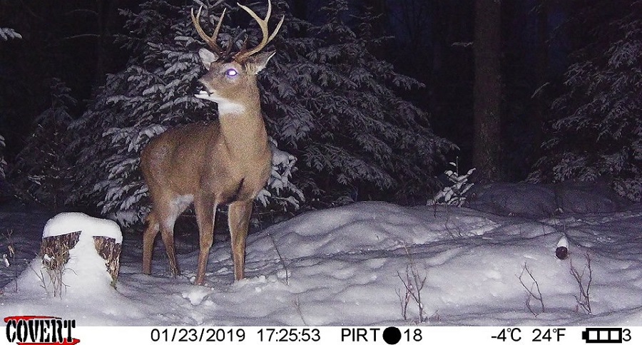 Trail Cam Tuesday