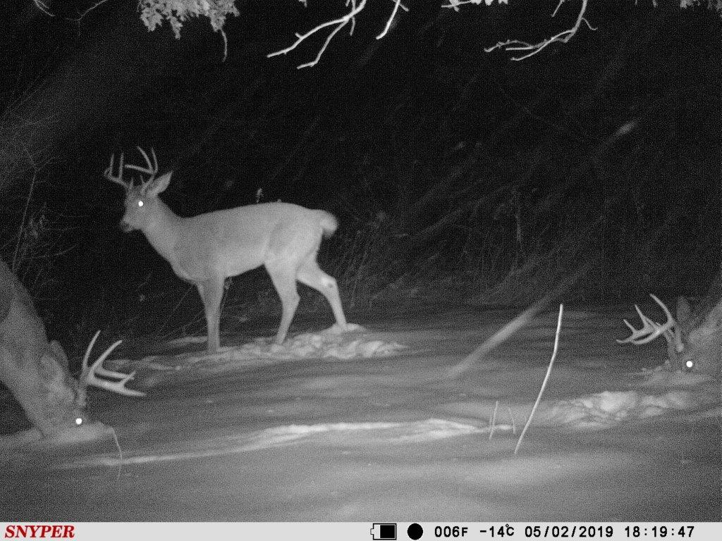 Trail Cam Tuesday