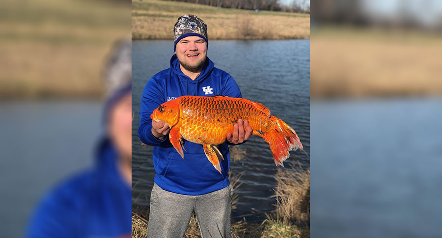 koi or goldfish