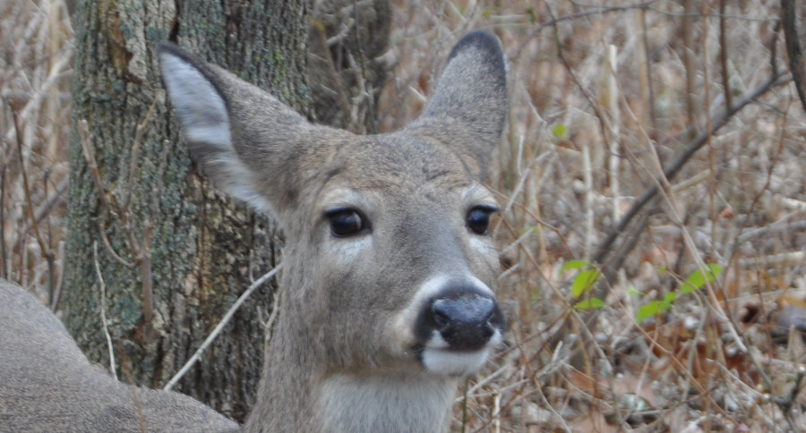 Maryland Deer