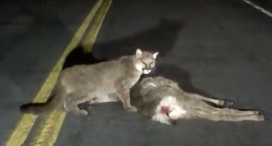 mountain lions eating deer