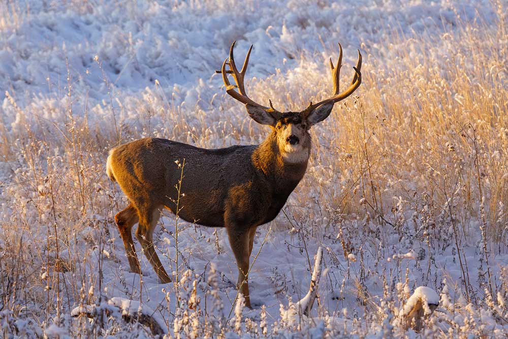 The Best Mule Deer Hunting Opportunities an American Should Try For ...
