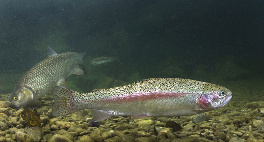 Idaho rainbow trout prize