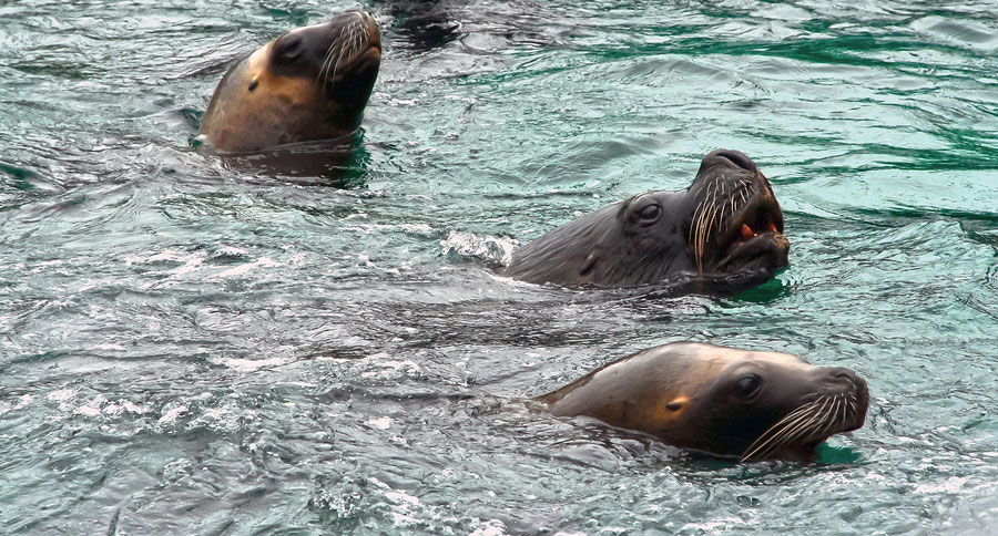 seal hunt