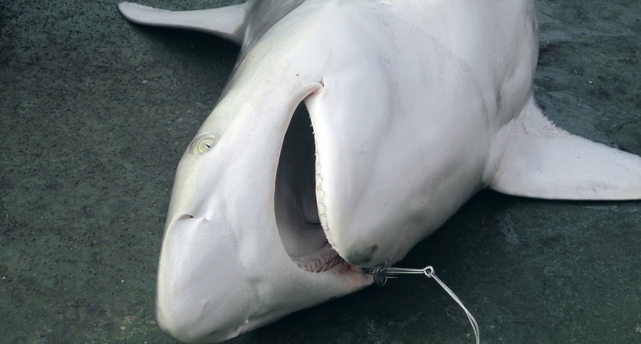shark fishing regulations