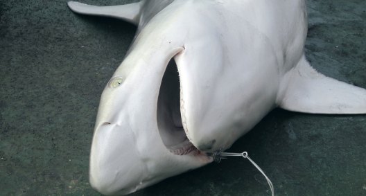 Florida Updates Shore Based Shark Fishing Regulations Wide Open Spaces