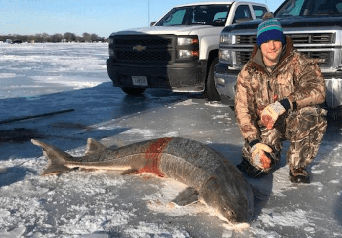 longest sturgeon