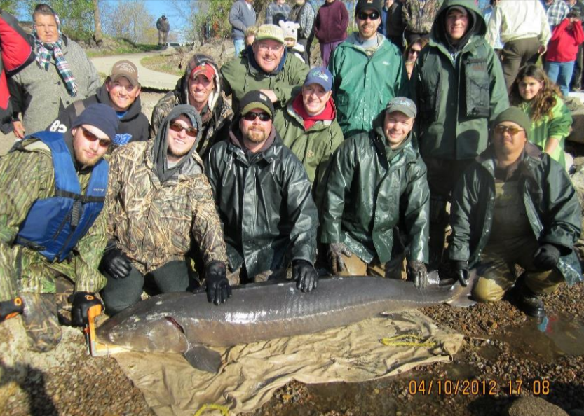 longest sturgeon