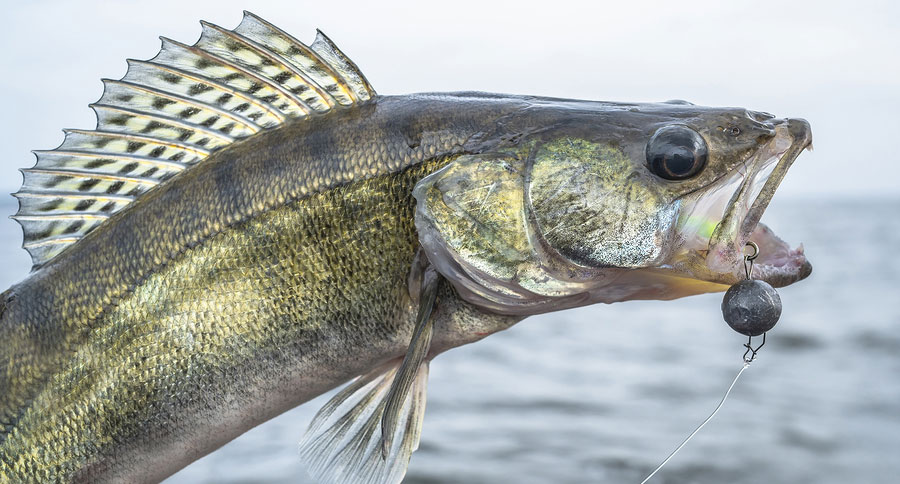 Idaho walleye fishing