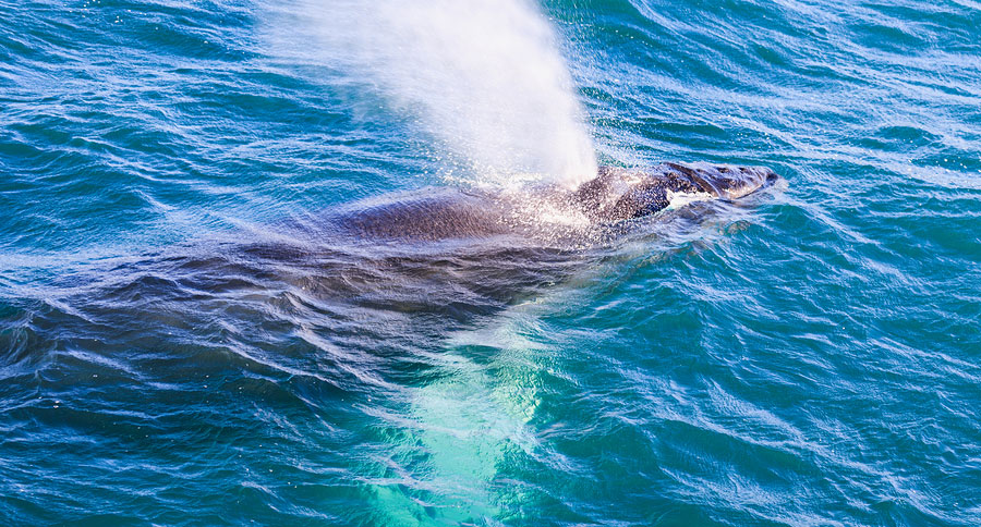 humpback whale outer banks