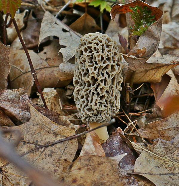 finding morel mushrooms