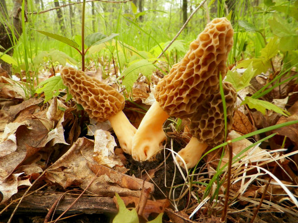 finding morel mushrooms