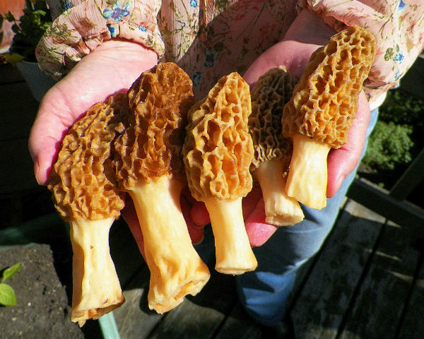 finding morel mushrooms