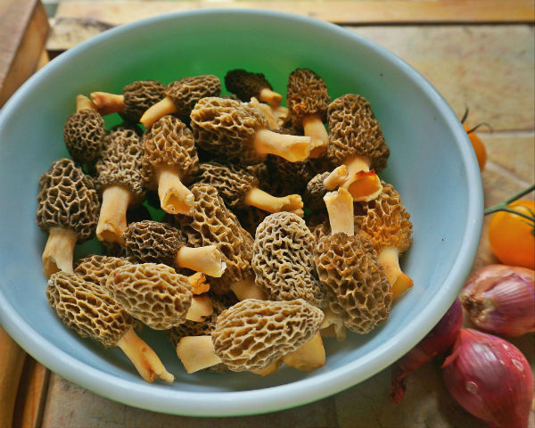 finding morel mushrooms