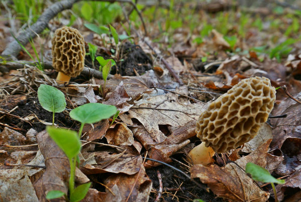 finding morel mushrooms