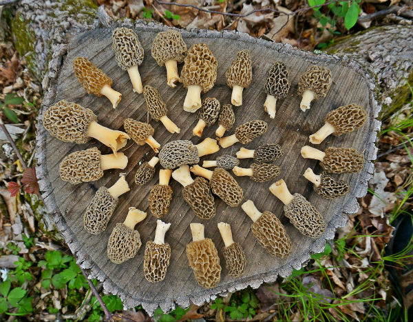 finding morel mushrooms